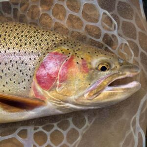 A cutthroat trout resting in a landing net, its crimson gill plate and gold, black-speckled flank clearly visible